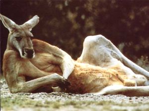 reclining kangaroo