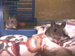 captured mice